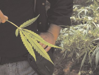 Καλαμάτα: Εντοπισμός φυτείας κάνναβης από... αέρος